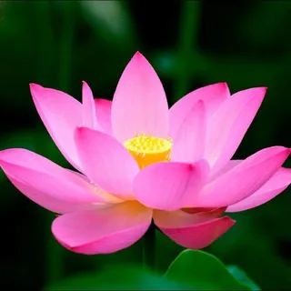 Difusión Dhamma-Canal / Channel ☸️☸️☸️