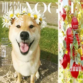 Рест/cool dog. 🐶 🦴🐾
