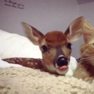 ✨🦌|ᛚа̲лᥱᴩе̲я ᛖа̲ⲭиᚹ𐔤!