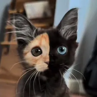 meowww sklinc