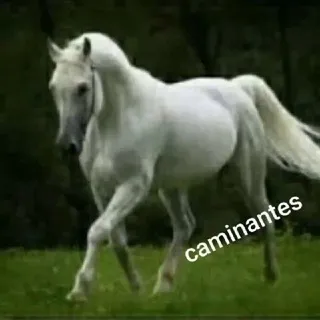 Caminantes Universales internacional