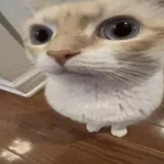 silly cats daily & cf