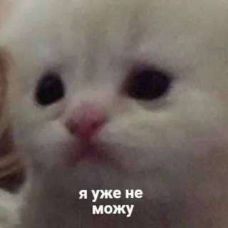 Культ Фиалыча и Стиви 18+ полу-рест