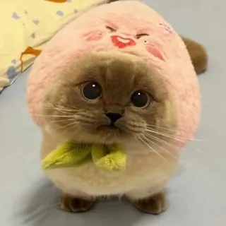 На кошачьем вайбе