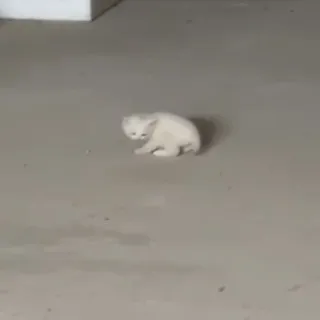 Белый котёнок Граф из Чечни 🐈