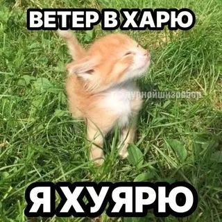 ⲙяⲧⲏыύ ૫ɑύ