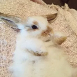 МЕГАⲣⲉⲥⲧ||ᥴ0ɸᥲя . . .