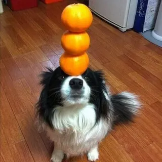 перьезд! косая челка U^ｪ^U