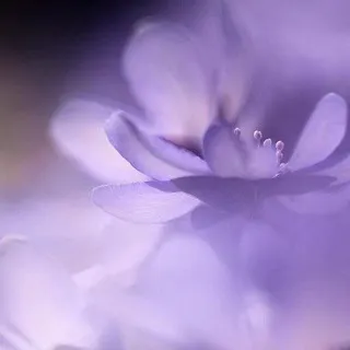 Я мечтаю о / об . . & daily