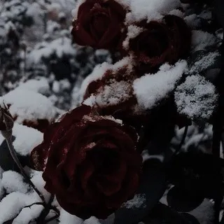 🌹 𝒫𝑜𝑟𝑠ℎ𝑎 𝓜𝑜𝑟𝑟𝑖𝑠𝑜𝑛˙⊹