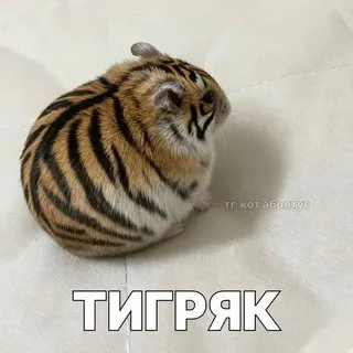 Ꮾᴏбᴩинᴀя хᴀᴛᴋᴀ 🦫