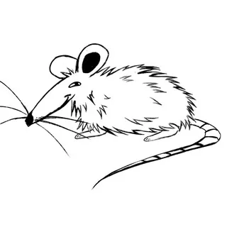 Ratte