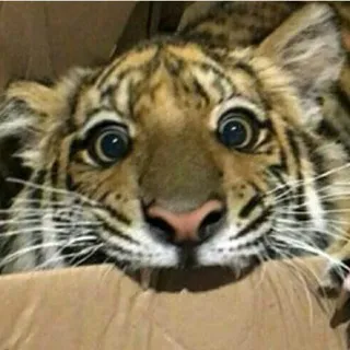 Mirzam