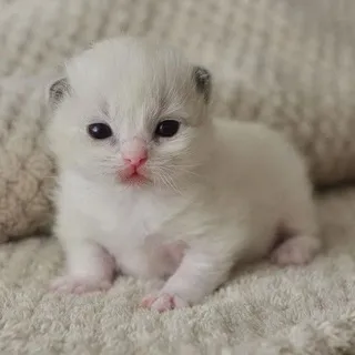 белы кот confession <3