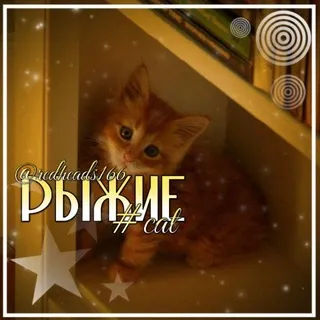 𝑷ыж𝒖ки#kitty