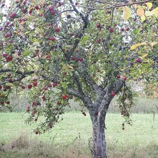 Freiheitsboten - Landau in der Pfalz
