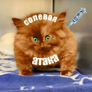 Солевая атака