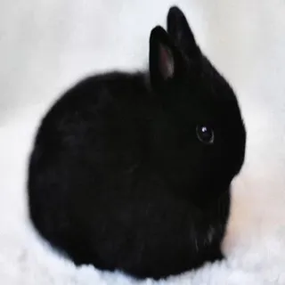 Виви