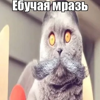 Ева роблокс