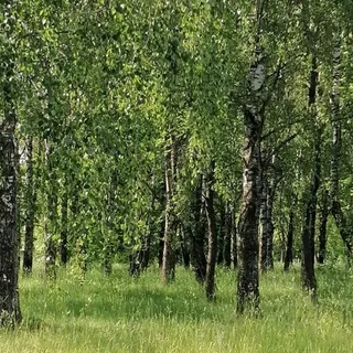Садовые посиделки