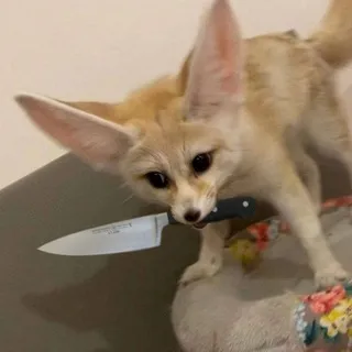 Лисички бунтуют