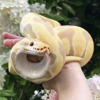 Snakes confessions 🐍