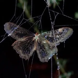 𝐵𝑒𝑠𝑡 𝐵𝑢𝑡𝑡𝑒𝑟𝑓𝑙𝑦
