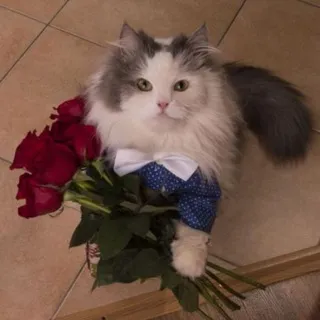 ВЕЛОЧАТ 🌹