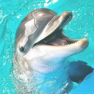 🌊°•. 𝙳𝙾𝙻𝙿𝙷𝙸𝙽𝚂 𝙲𝙾𝙽𝙵𝙴𝚂𝚂𝙸𝙾𝙽 .•°🐬