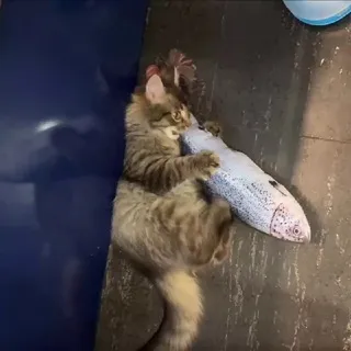 Карасик ищет дом