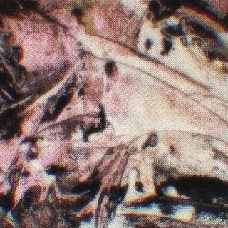 𝕎𝕐𝕐𝕄