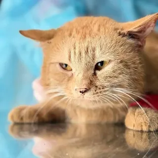 Котик Степа