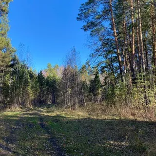 Карты и немцы