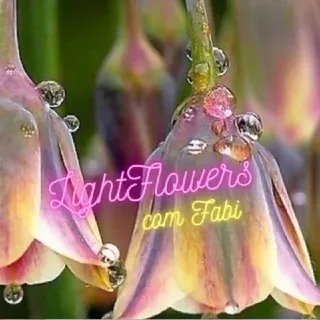💐 Light Flowers com Fabi 💐🤍⚜️