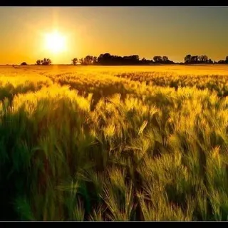 🥕 🌽 🌾 Bauernkarte 🌾 🥕 🌽