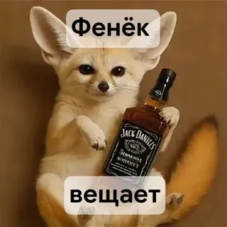 Легальный фенёк вещает 🦊