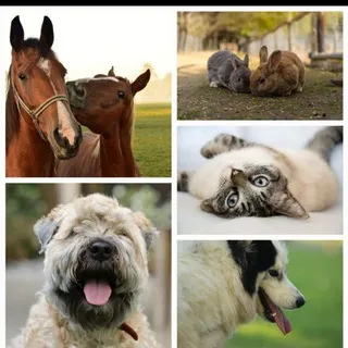 TIERE SUCHEN EIN ZUHAUSE UM TIERWÜRDIG ZU LEBEN ❤️BITTE UNTERSTÜTZT KEINE TIERZÜCHTER DAFÜR ALLE TIERHEIME