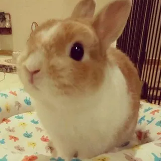 латии