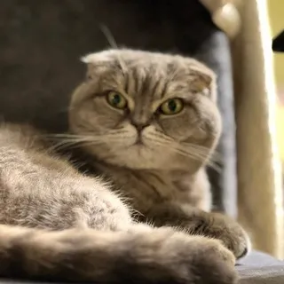 Кот Скрипалей (Z)