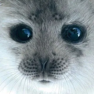Шʍᴏᴨᴄиᴋ