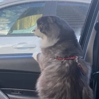Бляшовник