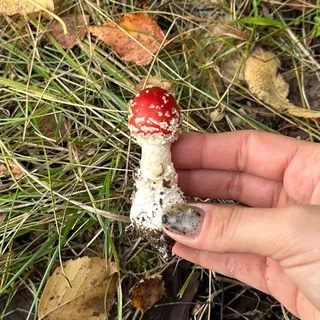 |кайфѳвалѣня|