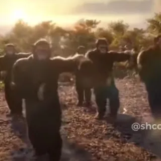 qauqer qoala
