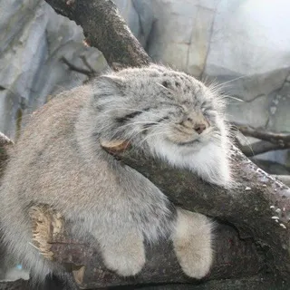 Ленивый манульчик