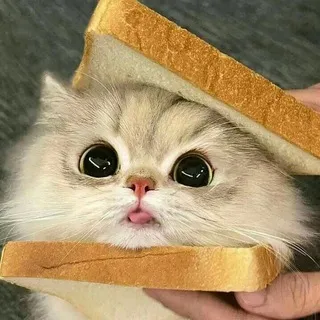 ♡Котики♡