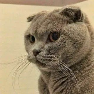 cat mood 🐾