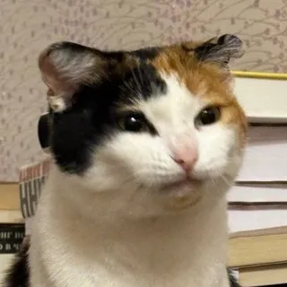 Eve cat