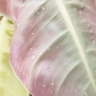ㅤ︎︵ ︎ ︎ ︎ ︎ ִ ︎ Ი︎𐑼 ︎ ︎ ︎᪈ ︎ ︎