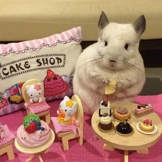 Грызуны • conf🐹🐁🐇