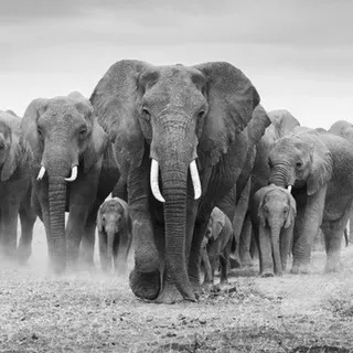 NOT.ELEPHANT ROOM